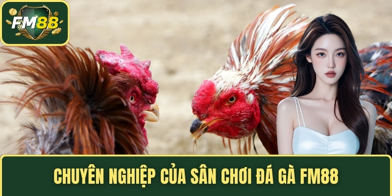 Chuyên nghiệp của sân chơi đá gà FM88