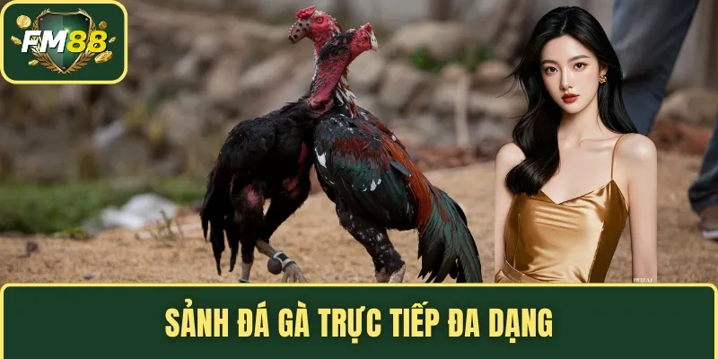 TRANG CHỦ 8 Sảnh đá gà trực tiếp đa dạng