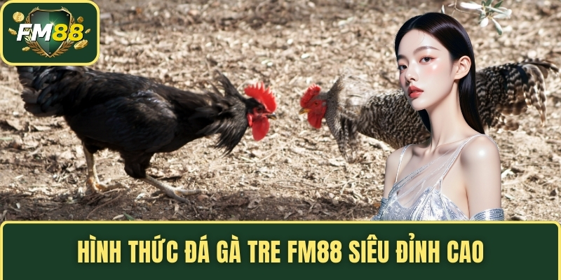 Hình thức đá gà tre FM88 siêu đỉnh cao